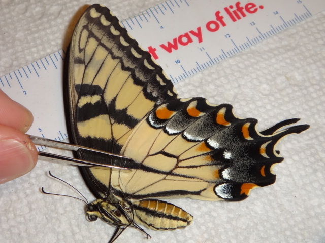 Papilio glaucus female (aberrant)3 [Internet image property of respective owner, non commercial use only]